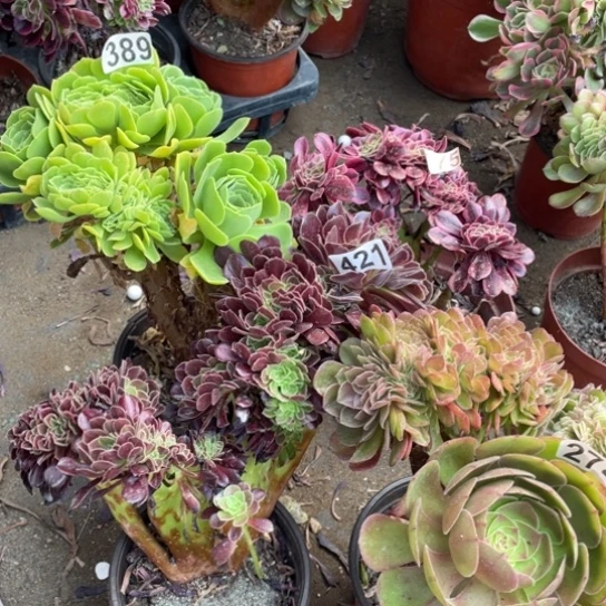 4颗小缀法师多肉