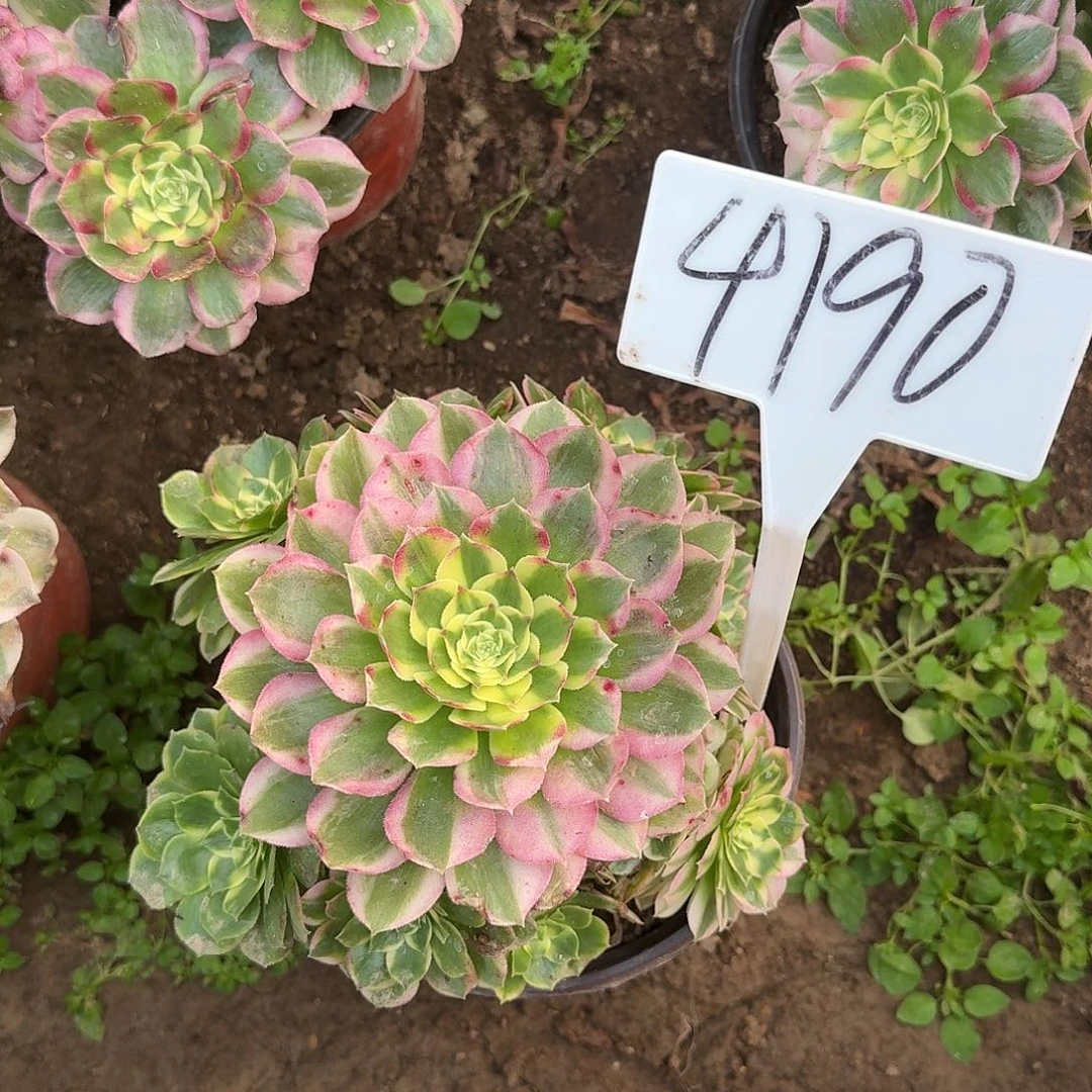 4190海王多肉法师