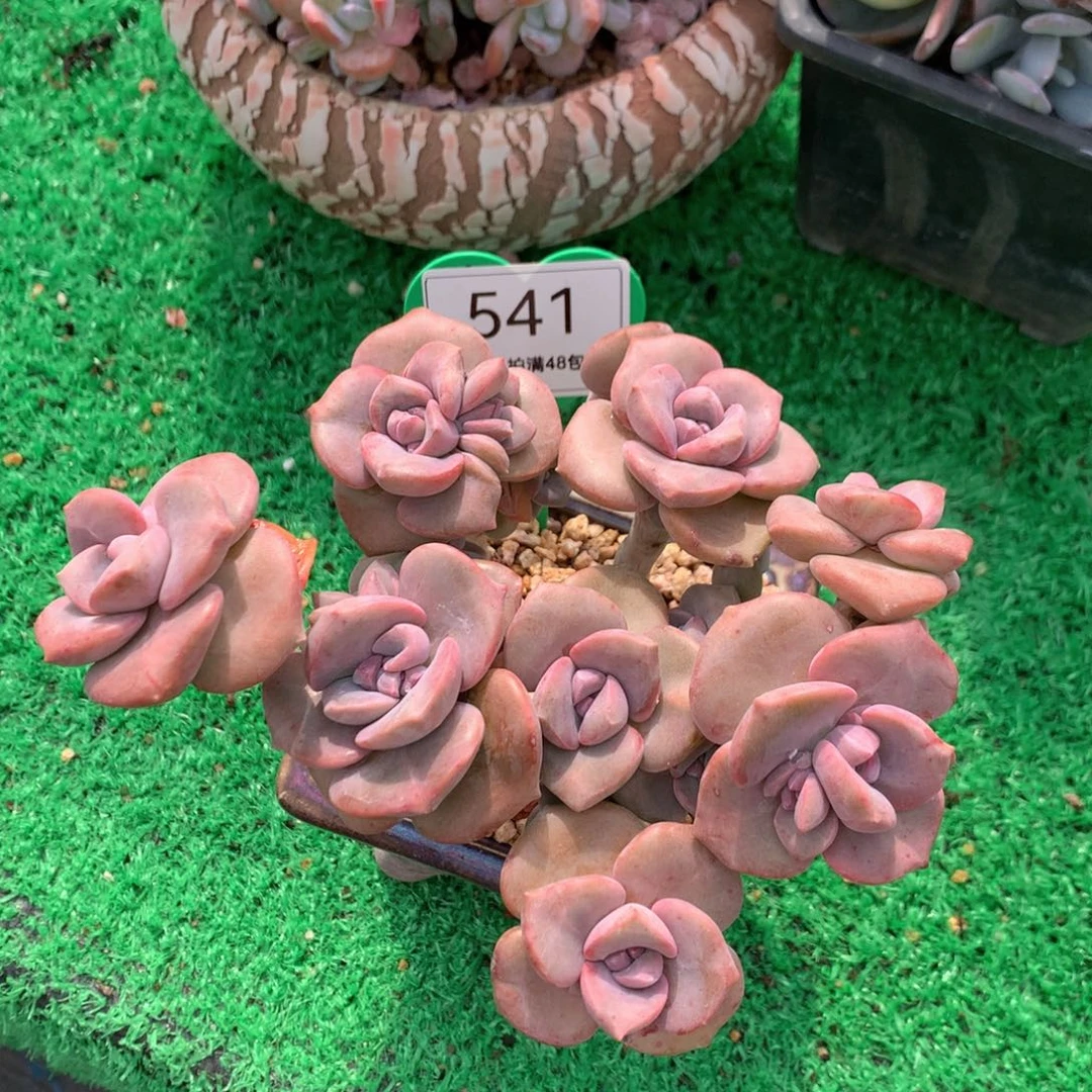 ****芸彩虹糖老桩无砍平头541
