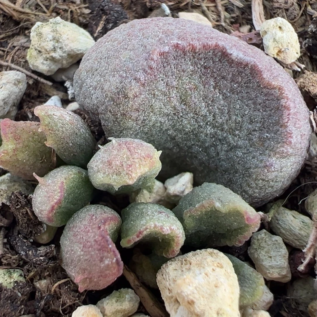 紫色圆叶小刺款实生新品大苗