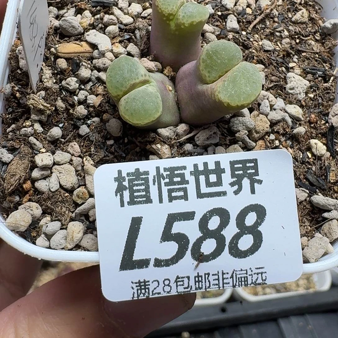 多肉植物的润泽fgg