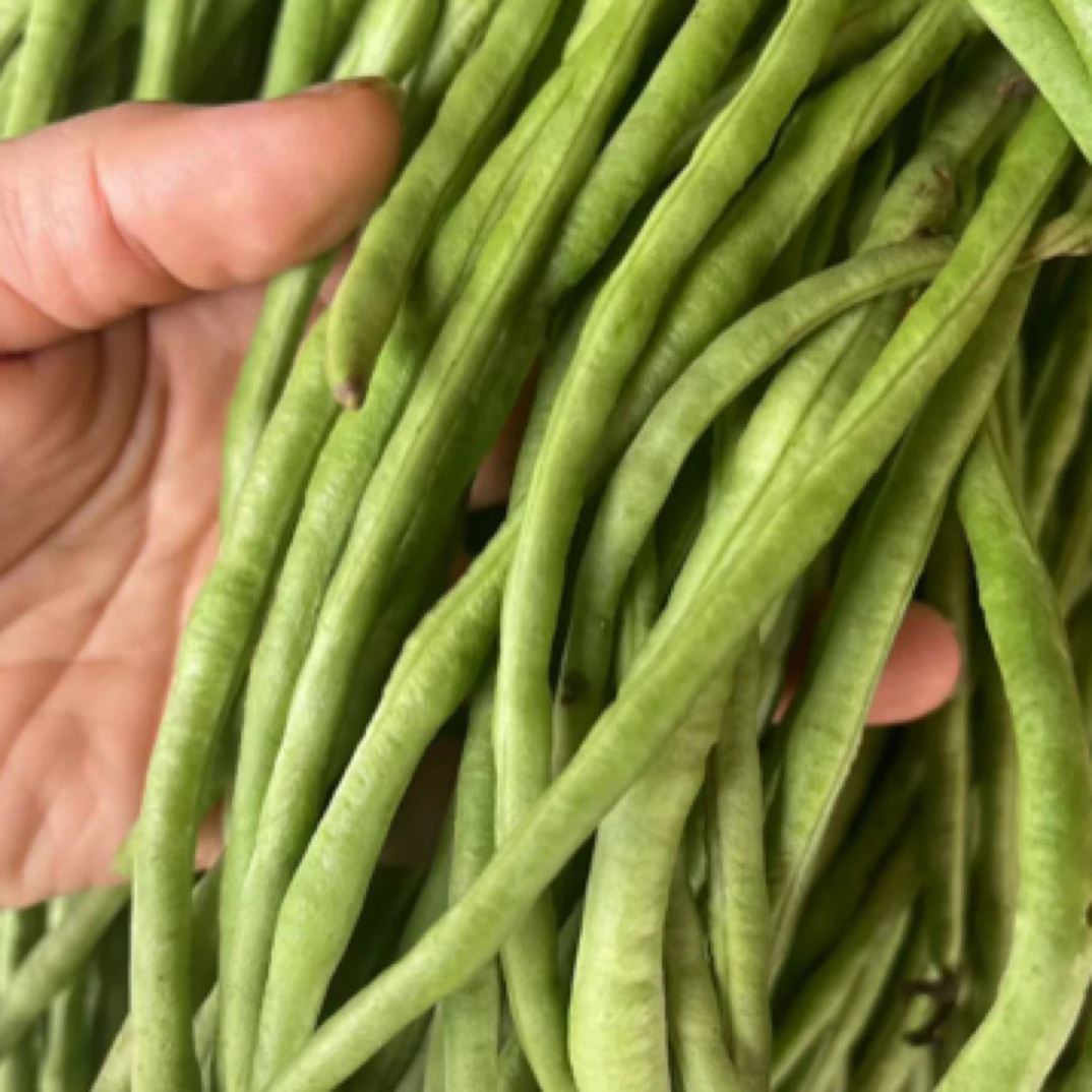 现摘新鲜长豆角豇豆农家时令蔬菜鲜甜脆嫩