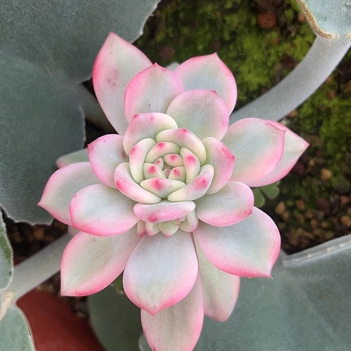 艾丽尔锦多肉植物
