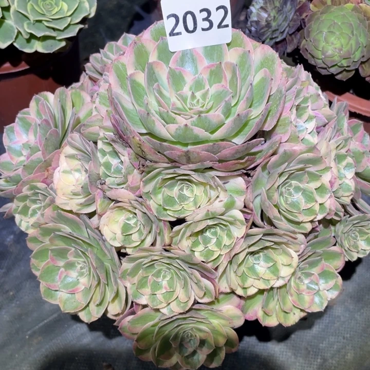 云荷2032号多肉植物