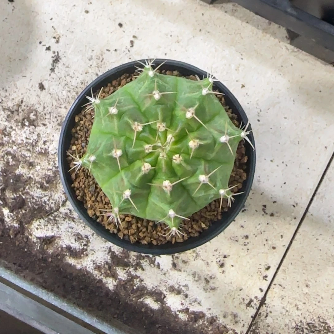 墨***年115号泰系名品轮回盲盒