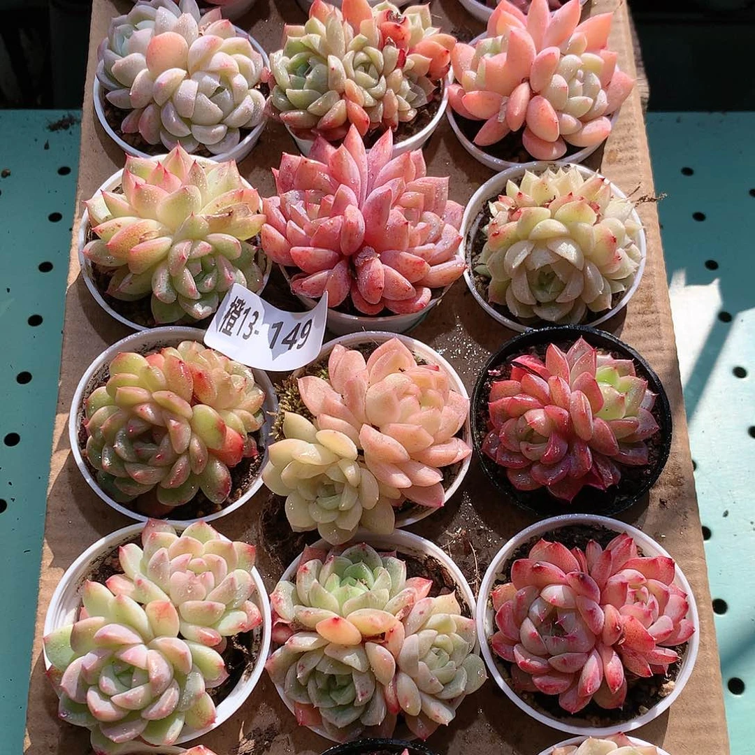 13-149一物一拍带盆18颗。