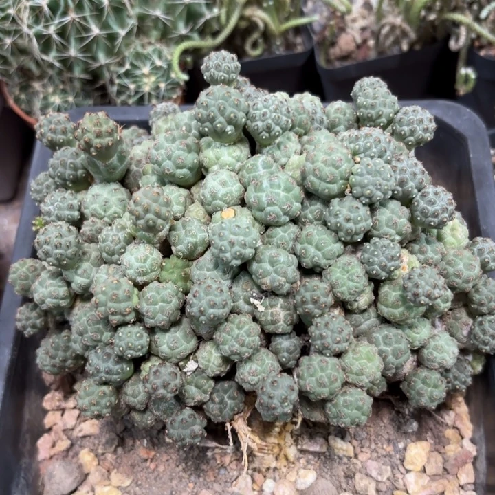 601大群生足球团扇好养皮密
