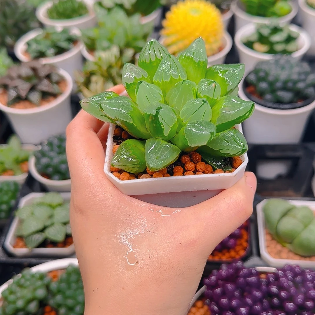 冰城寿，原盆，多肉