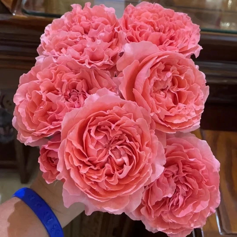 珊瑚果冻 灌木月季 鲑粉色大花浓香多头不垂头耐热