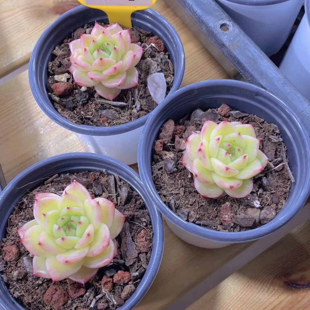 989号 睫毛冰透油亮珍妮一个