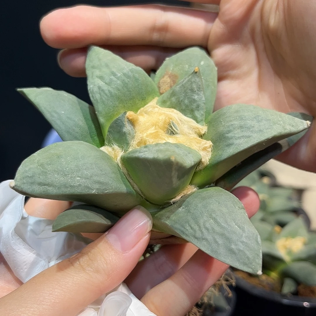 11cm实生青瓷牡丹杂萝卜根