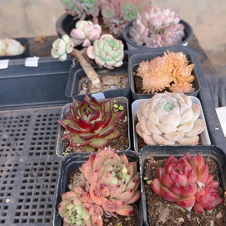 ?多肉植物一物一拍