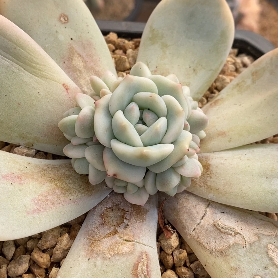 ?*云梦露锦多肉植物1
