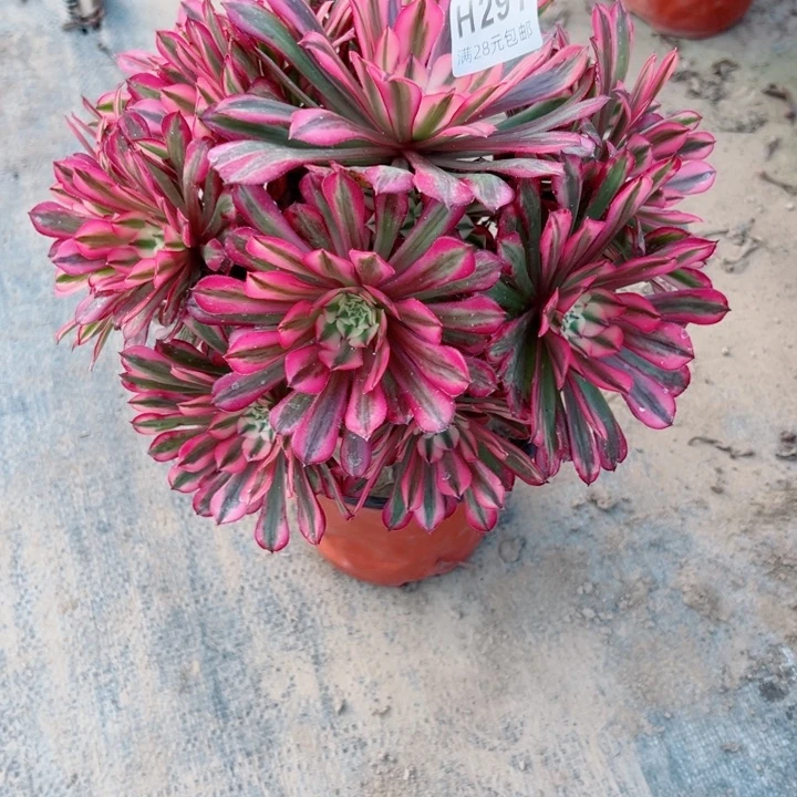 291铜白多肉植物的生长