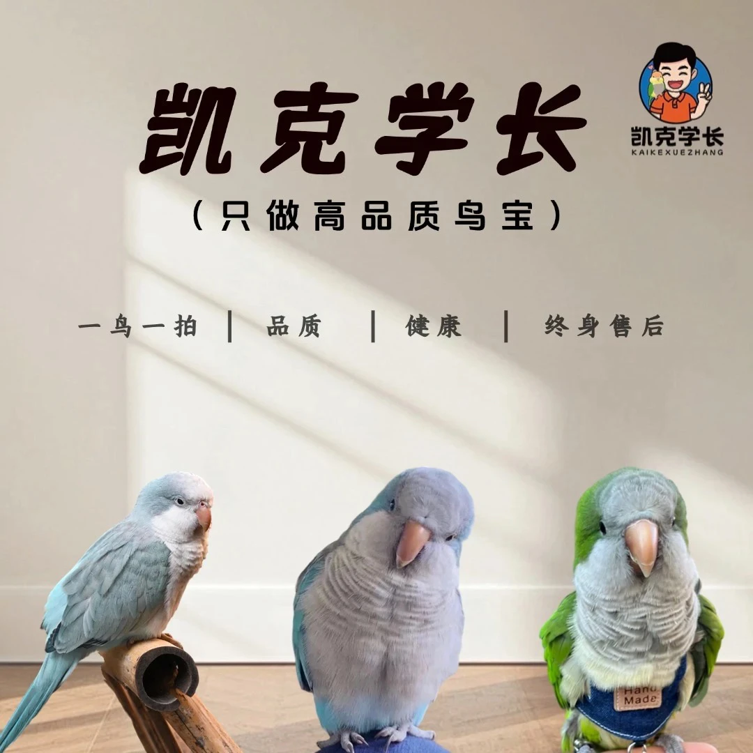 手养可爱鹦鹉活体顺丰包邮到家