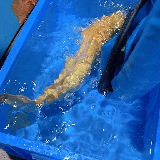 海水赤木芒果芥子