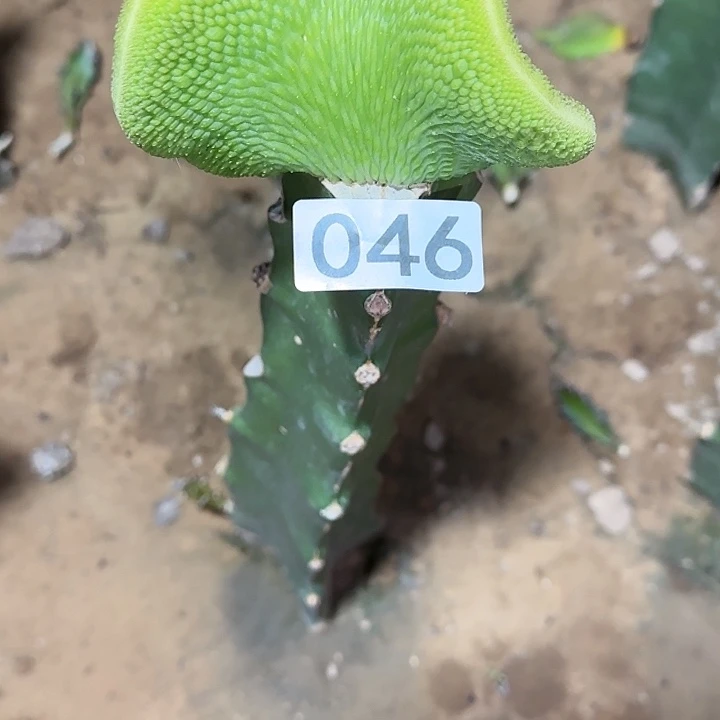 天***道嫁接青蛇缀化046