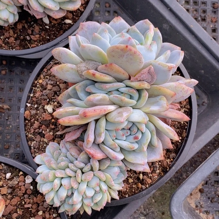 星影缀，叶插缀11111条