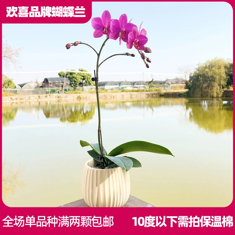 【蜻蜓】精品蝴蝶兰鲜花绿植室内花盆景