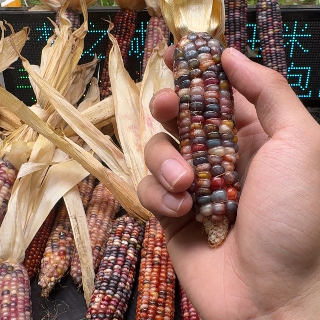 荼***白柏香籽/百香籽吊坠