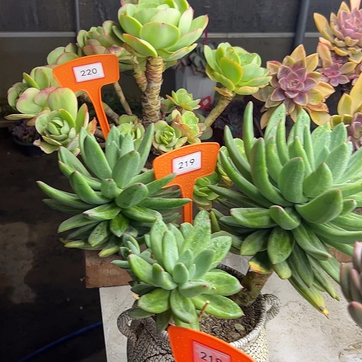 浅***语嗨羊之歌多肉植物提取219