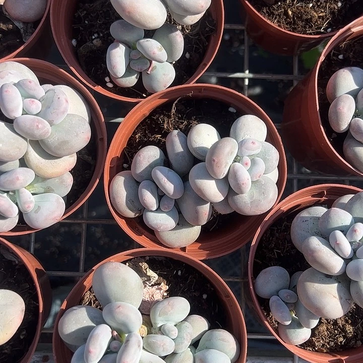 大叶奶酪多肉植物精品