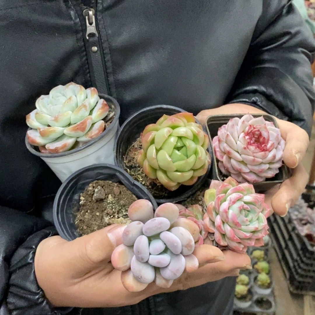 小老桩多肉五盆，90杯