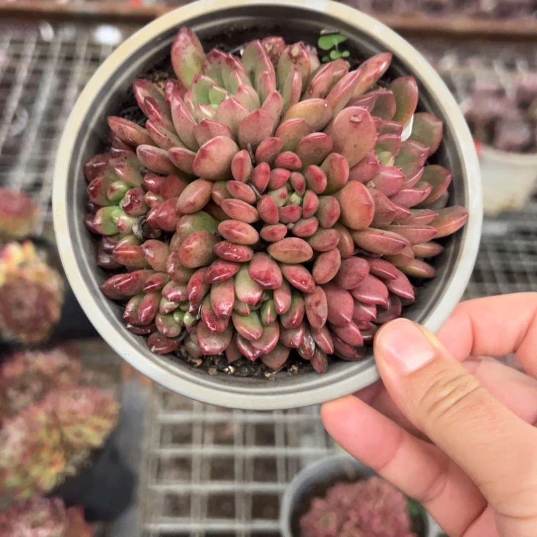 红宝石整装整群老桩