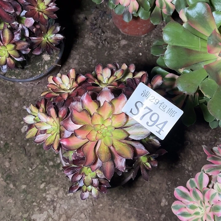 794魅力锦多肉植物