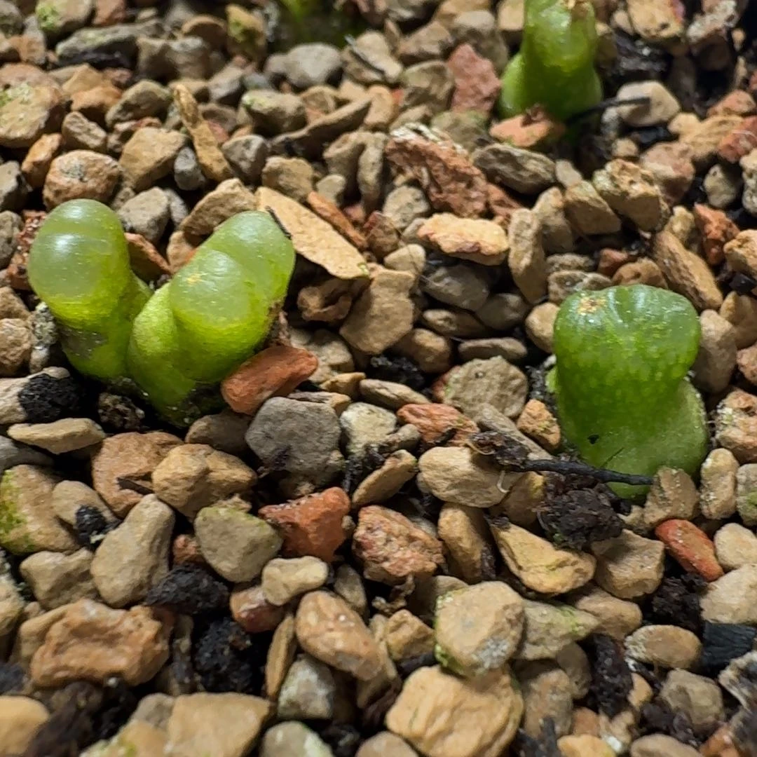 一***帅一帅566625555521155966