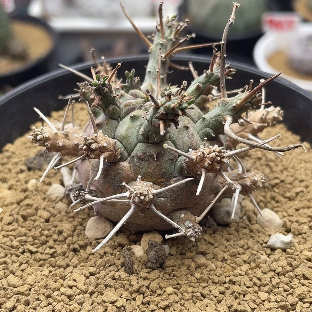 实生锈斑绿鬼玉大戟仙人球