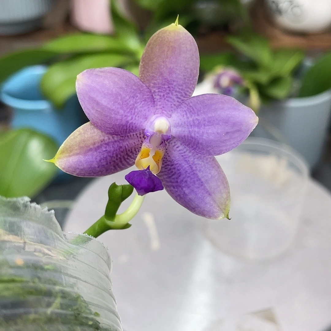 完全开放反射龙交荧光