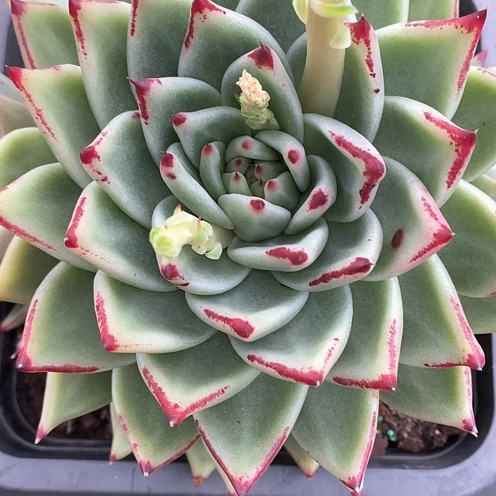 仙*草28162816东云