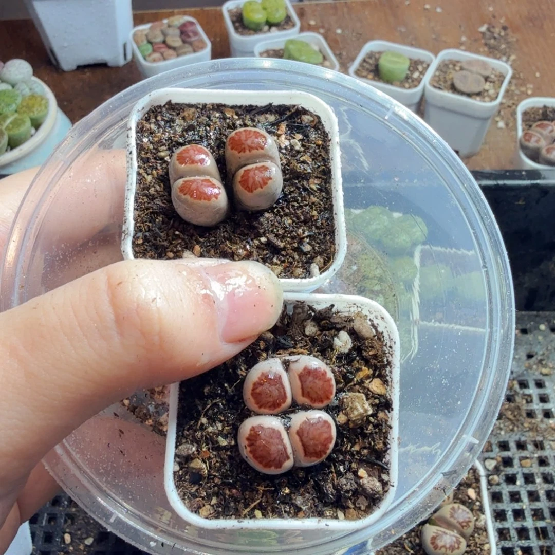 多肉植物的生长发育和871