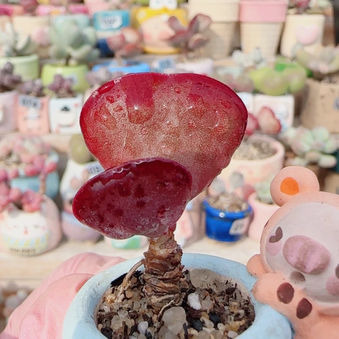 T爱心水泡盆口2.5cm