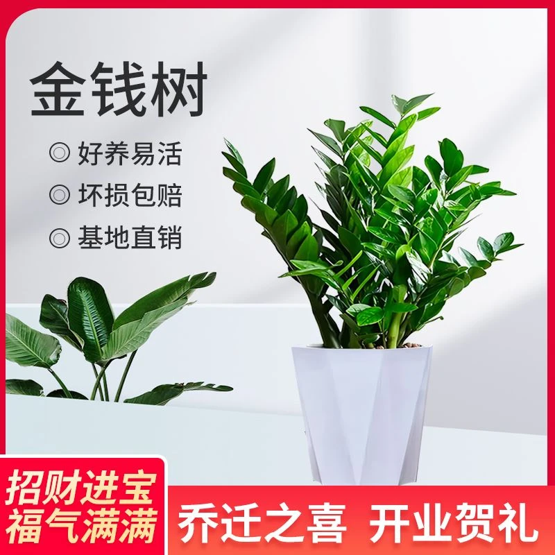 金钱树桌面盆栽小型办公室内好养卧室电脑桌客厅绿植净化空气
