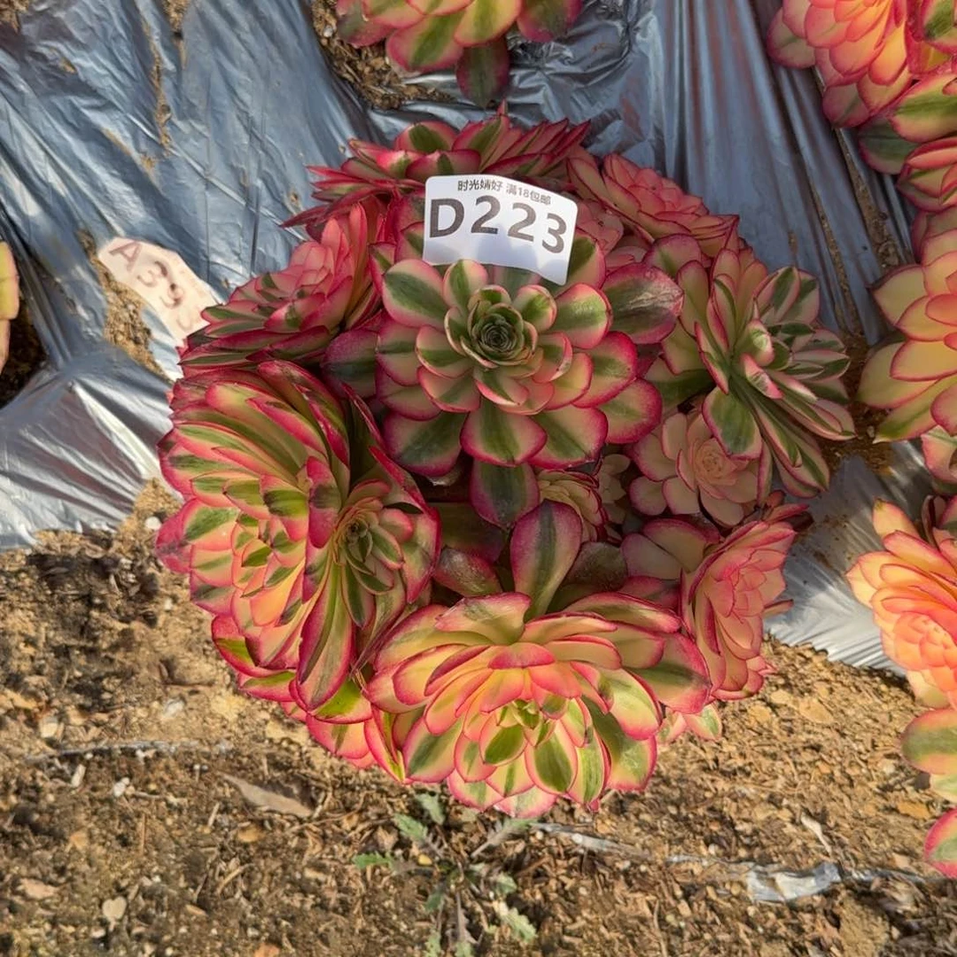 223荔枝多肉植物