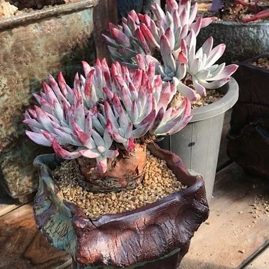 韩货原种仙女棒仙女棒