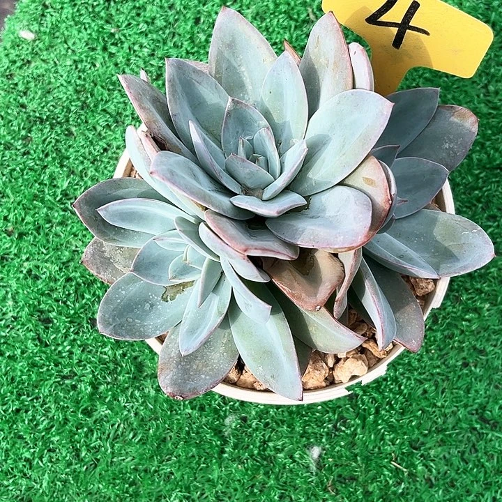 布鲁兰4号码牌子的