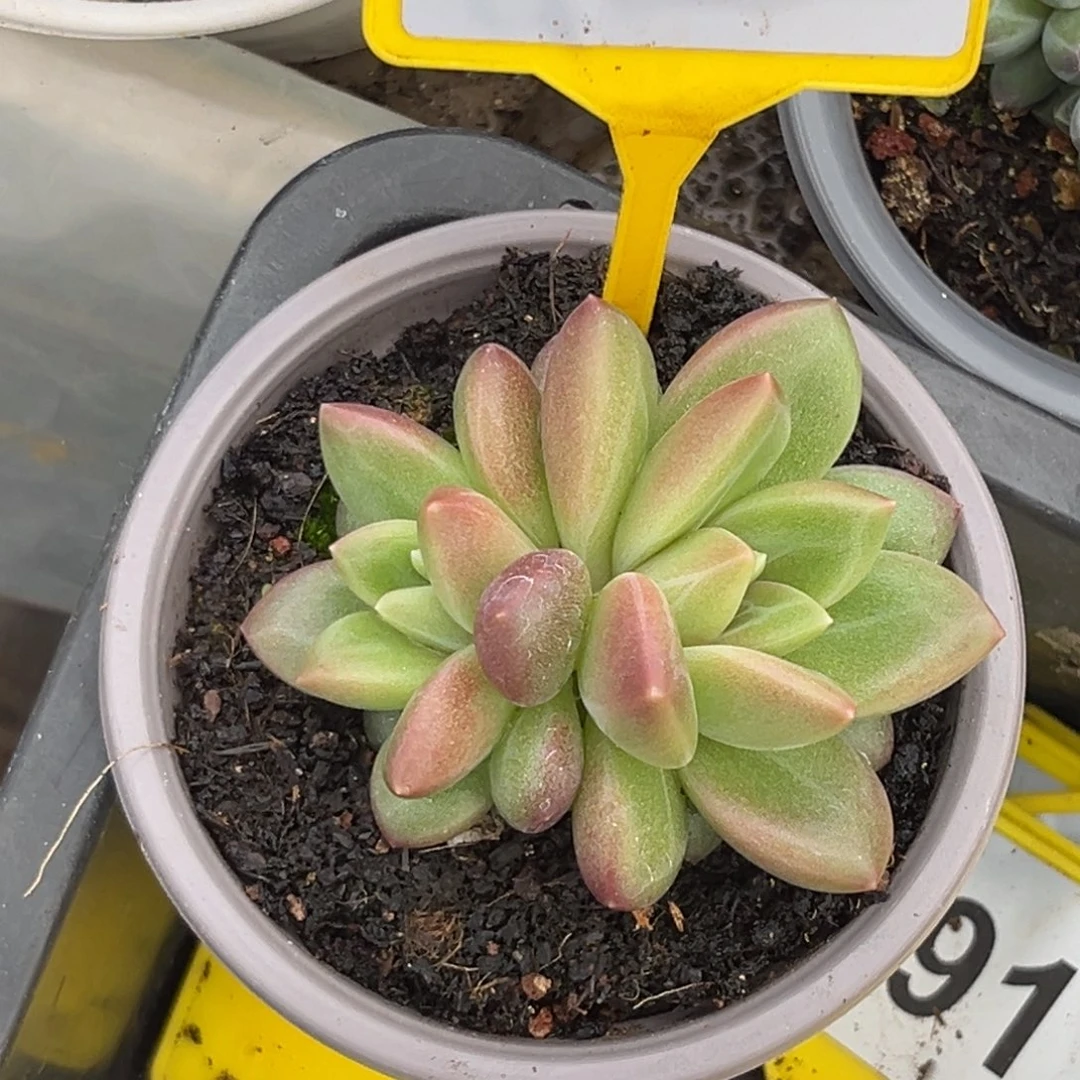 多肉植物迷雾泡泡910