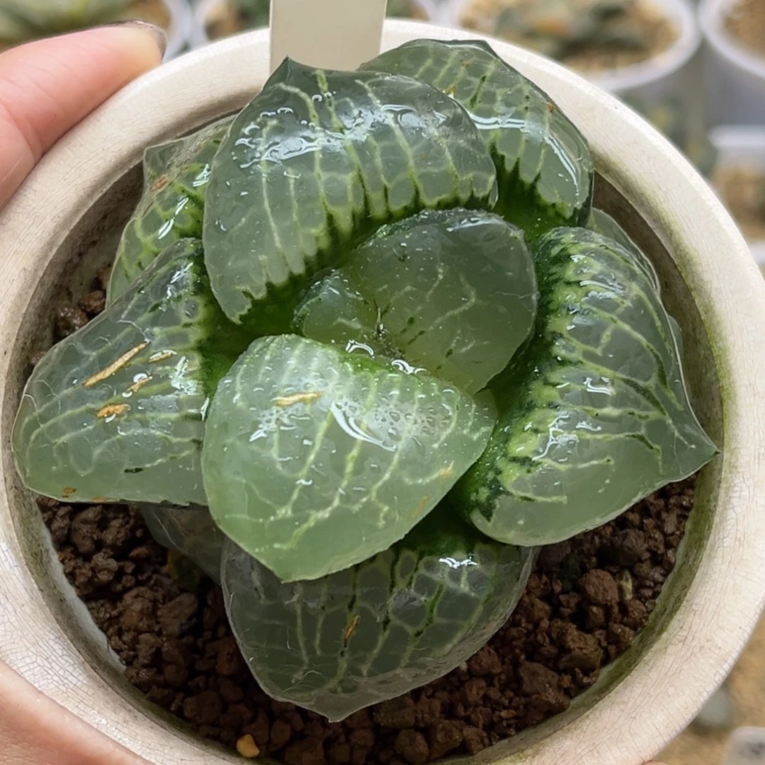 656母本超巨大月光女神克福利专场