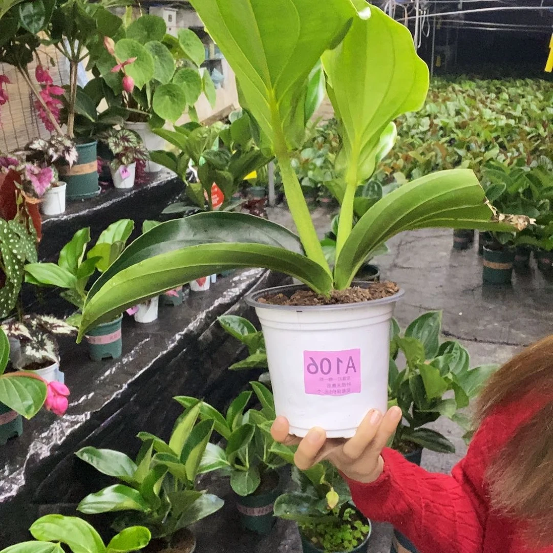 木本植物丽*木本花卉106叶损