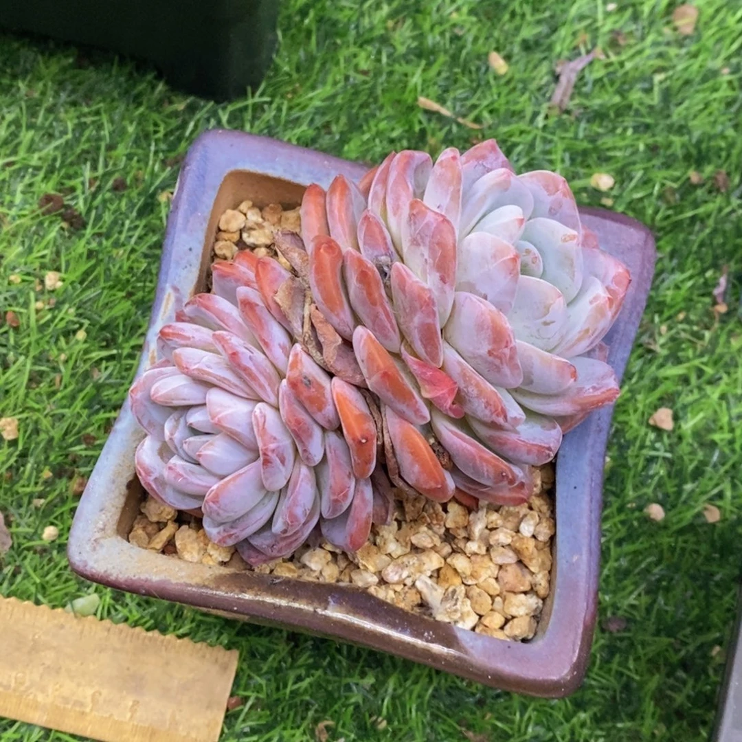 橙梦露控养双头一物一拍