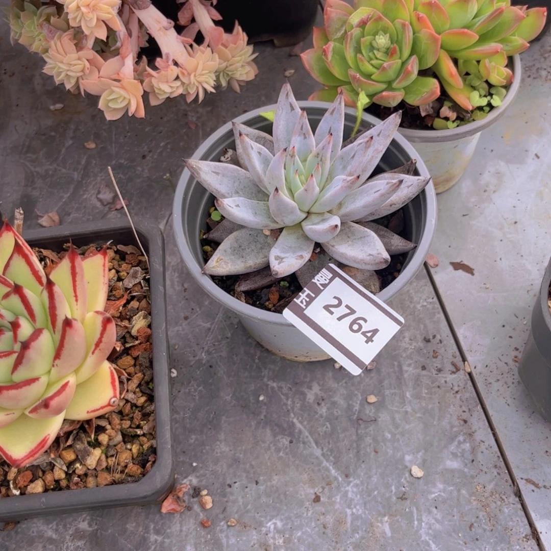 魔爪多肉植物2764