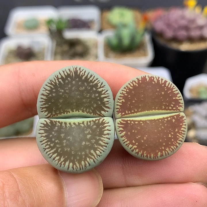 精品多肉植物精品多肉