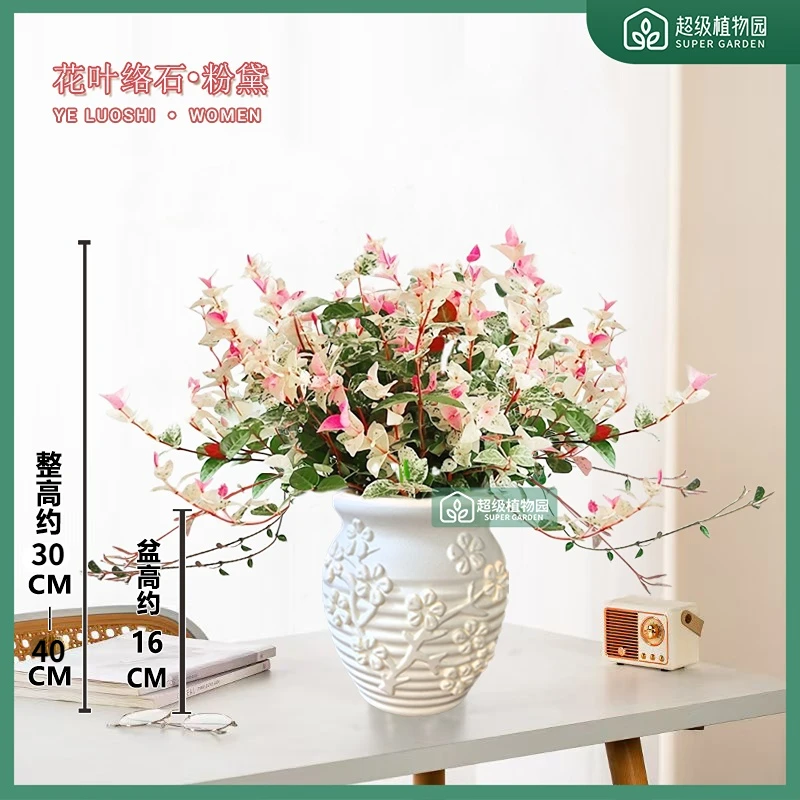 花叶络石室内绿植四季五彩花卉好养阳台彩络叶办公室桌面