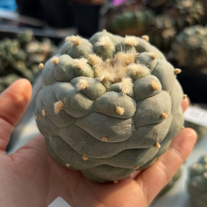 184 可帮发根可发货