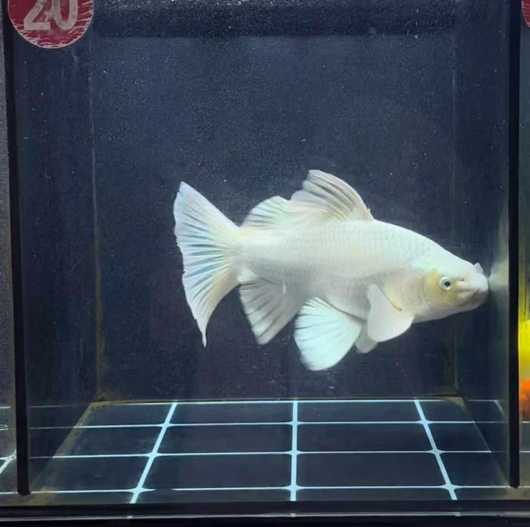 白色普身蝴蝶鲤冷水观赏鱼好养耐活适合家庭鱼缸混养