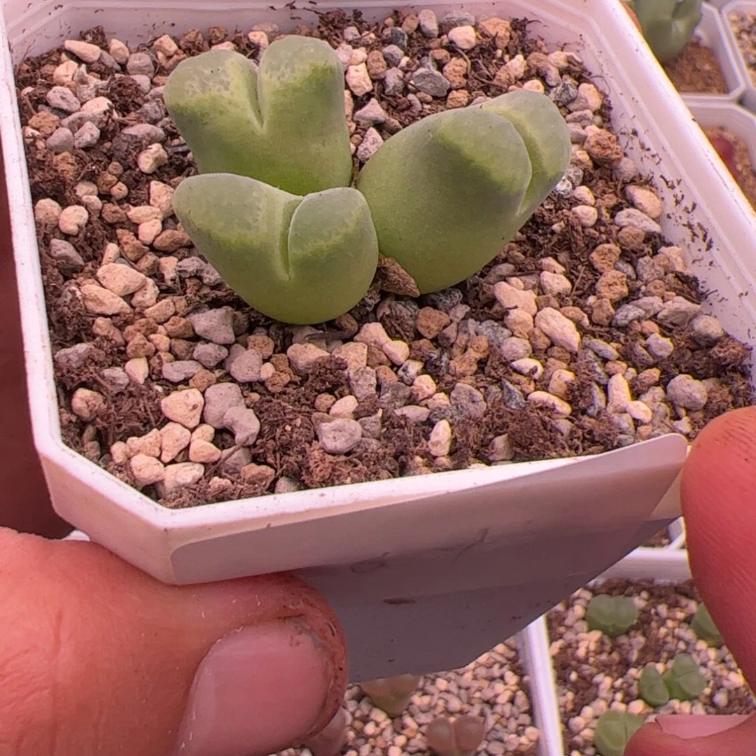 8.12风铃多肉植物64