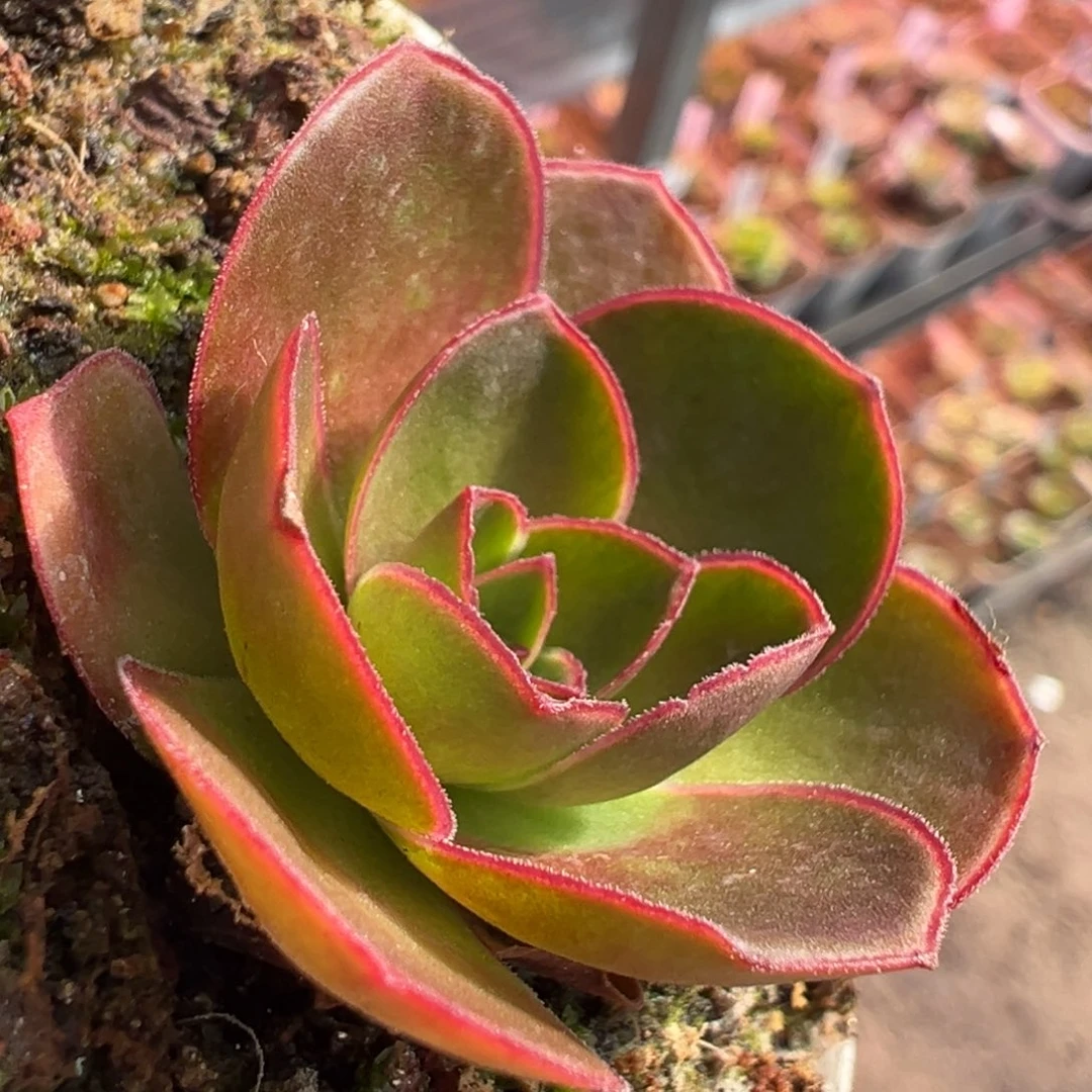 糖糖127若初x各种 小